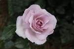 La Rose du Petit Prince